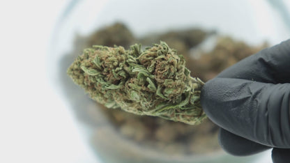 Fleur de CBD - K1 Tsunami